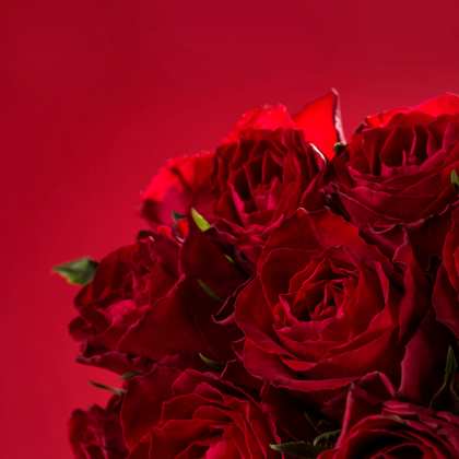 Red-Roses-Background