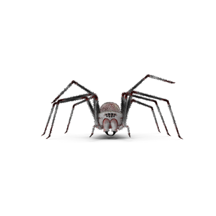 HD Halloween Spider