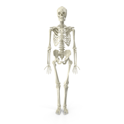 HD Halloween Poly Skeleton
