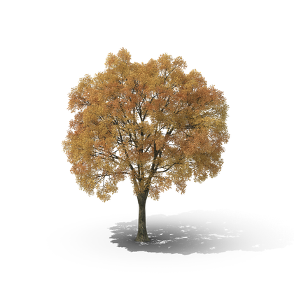 HD Autumn Tree 3