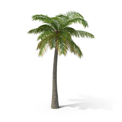 HD Palm Tree