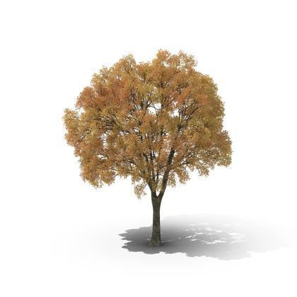 HD Autumn Tree