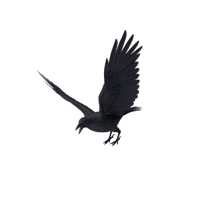 HD Crow Flapping Wings