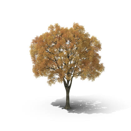 HD Autumn Tree 2