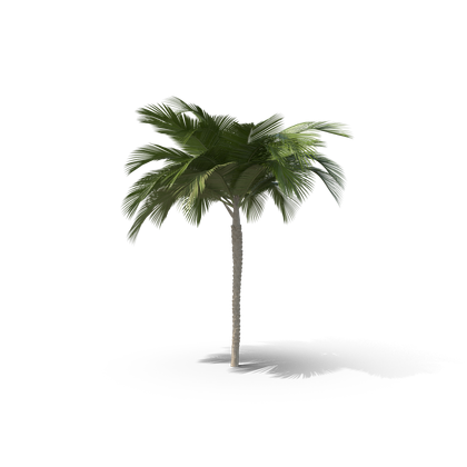 HD Palm Tree 3