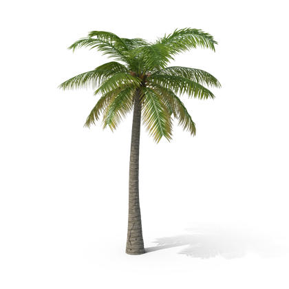 HD Palm Tree 2