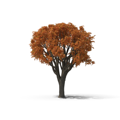HD Fall Tree