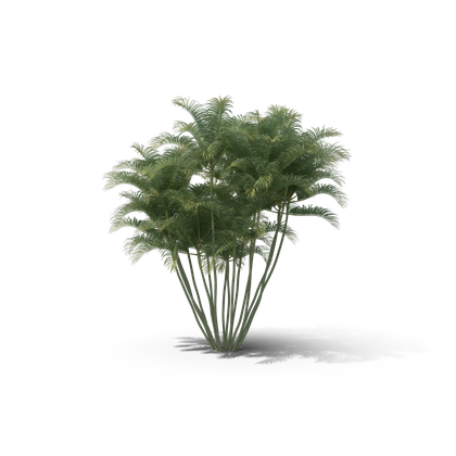 HD Palm Trees